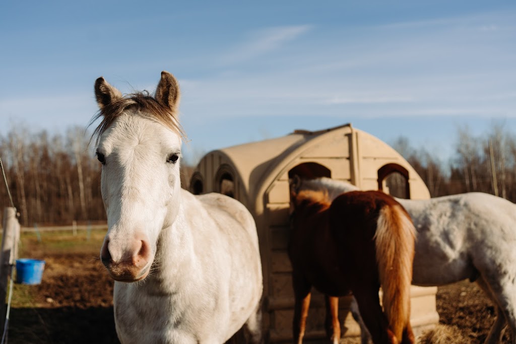 Ferme BMJD | 235 Chem. Maricourt, Racine, QC J0E 1Y0, Canada | Phone: (514) 618-1950