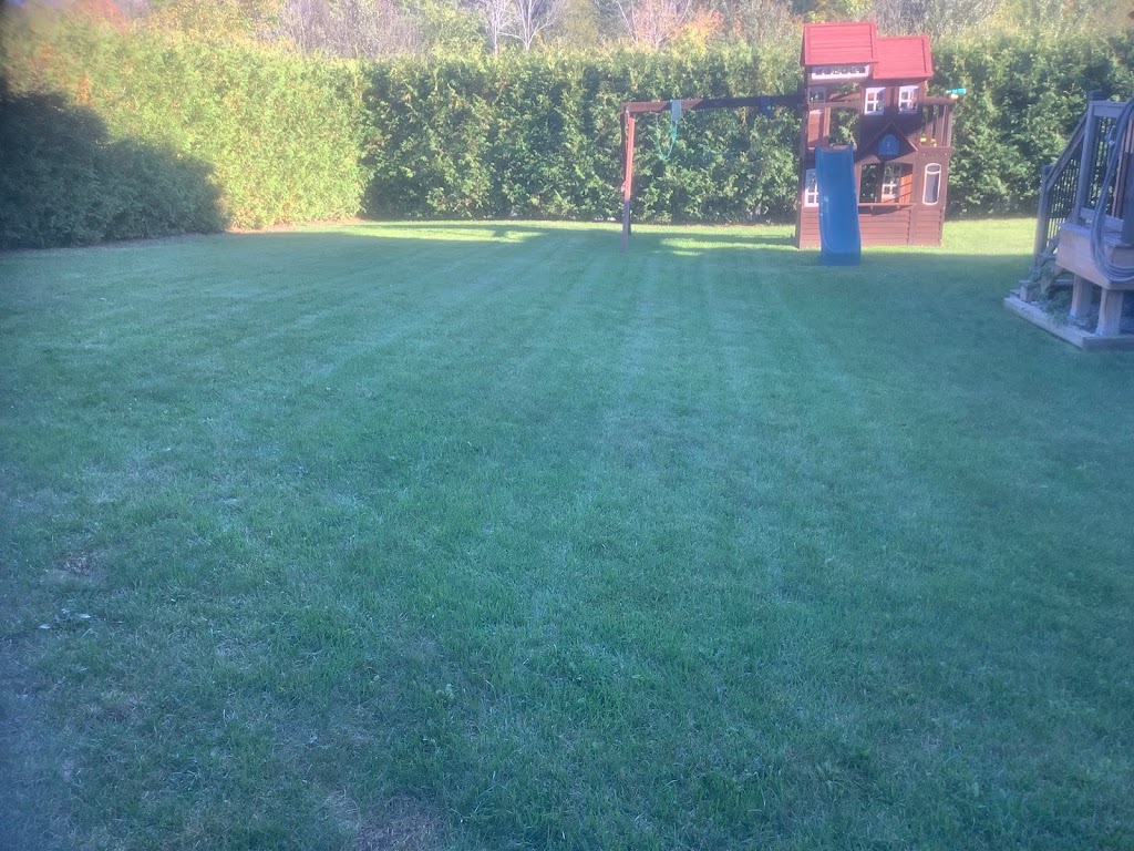 Renew-a-lawn Kingston | 67 Cameron St, Kingston, ON K7K 4R9, Canada | Phone: (613) 552-4955