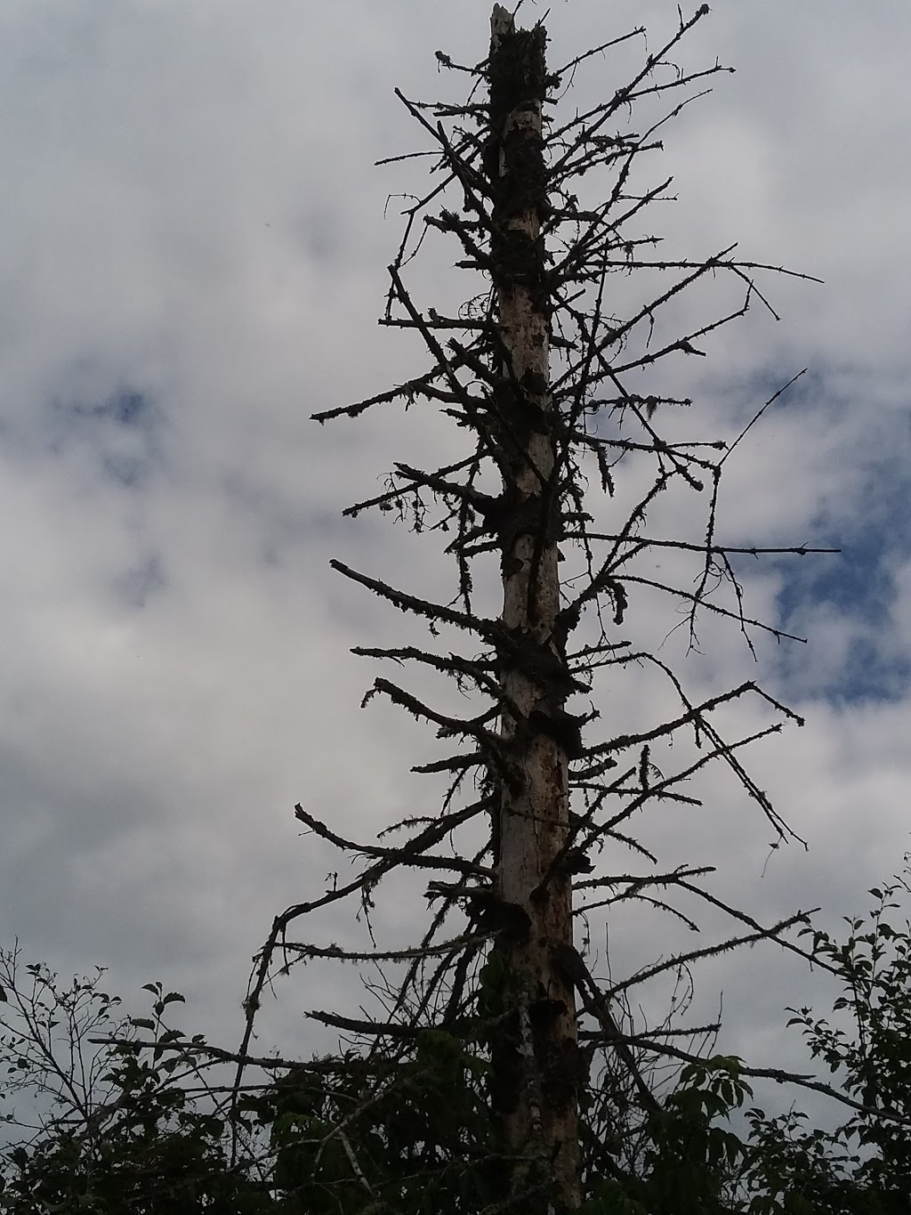 Réserve naturelle Carmen-Lavoie | 999 Chemin des Ancêtres, Saint-Mathieu-du-Parc, QC G0X 1N0, Canada