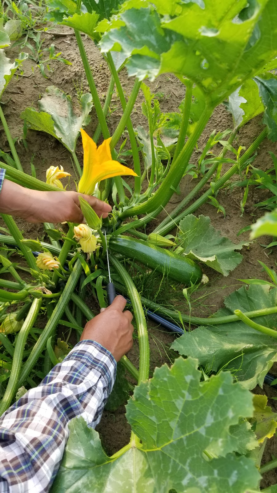 Les jardins de Mascouche | 1412 Chem. de la Côte Georges, Mascouche, QC J7K 3C2, Canada | Phone: (438) 880-9575