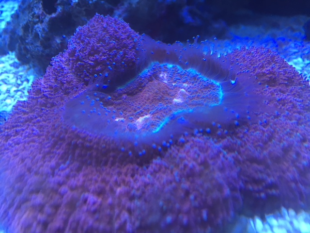 In2Deep Corals | 49 Palomino Dr, Brantford, ON N3P 1J6, Canada | Phone: (905) 981-9410