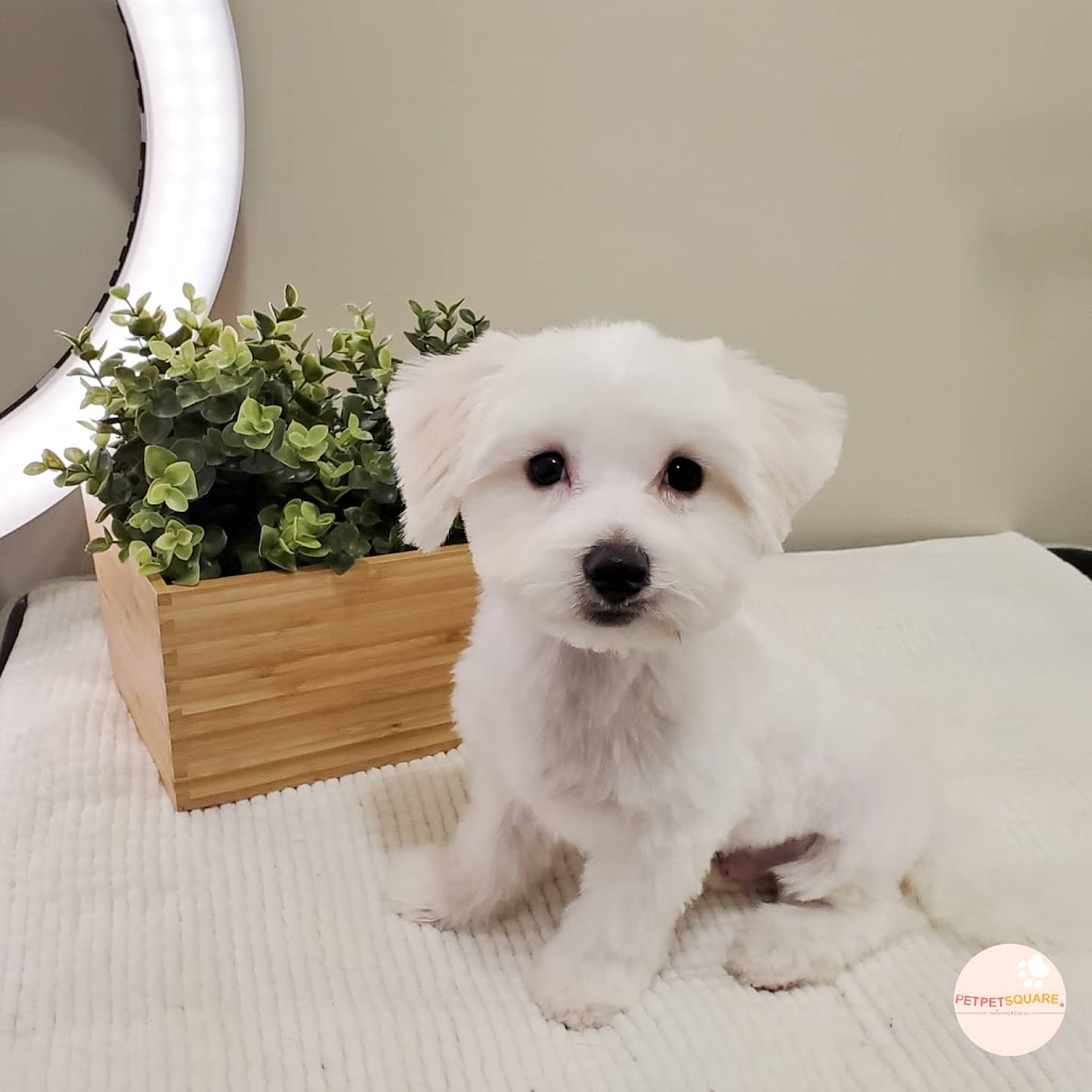 Pet Pet Square..(Grooming,Daycare,Home Boarding) | 6012 Denbigh Ave, Burnaby, BC V5H 3R5, Canada | Phone: (236) 513-9738