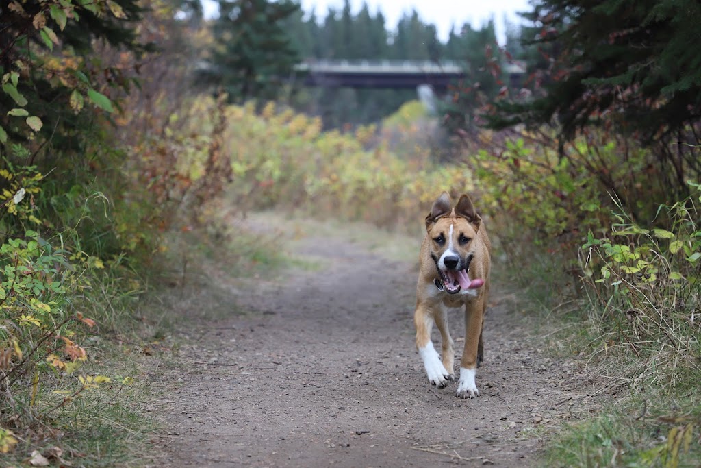 Sturgeon County Kennels | 56124 RR 241, AB T0A 0K4, Canada | Phone: (780) 921-3336