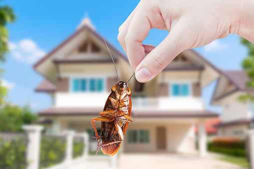 Essen Pest Control Vancouver | Pest Exterminators | 6515 128a St, Surrey, BC V3W 9P4, Canada | Phone: (416) 817-7378