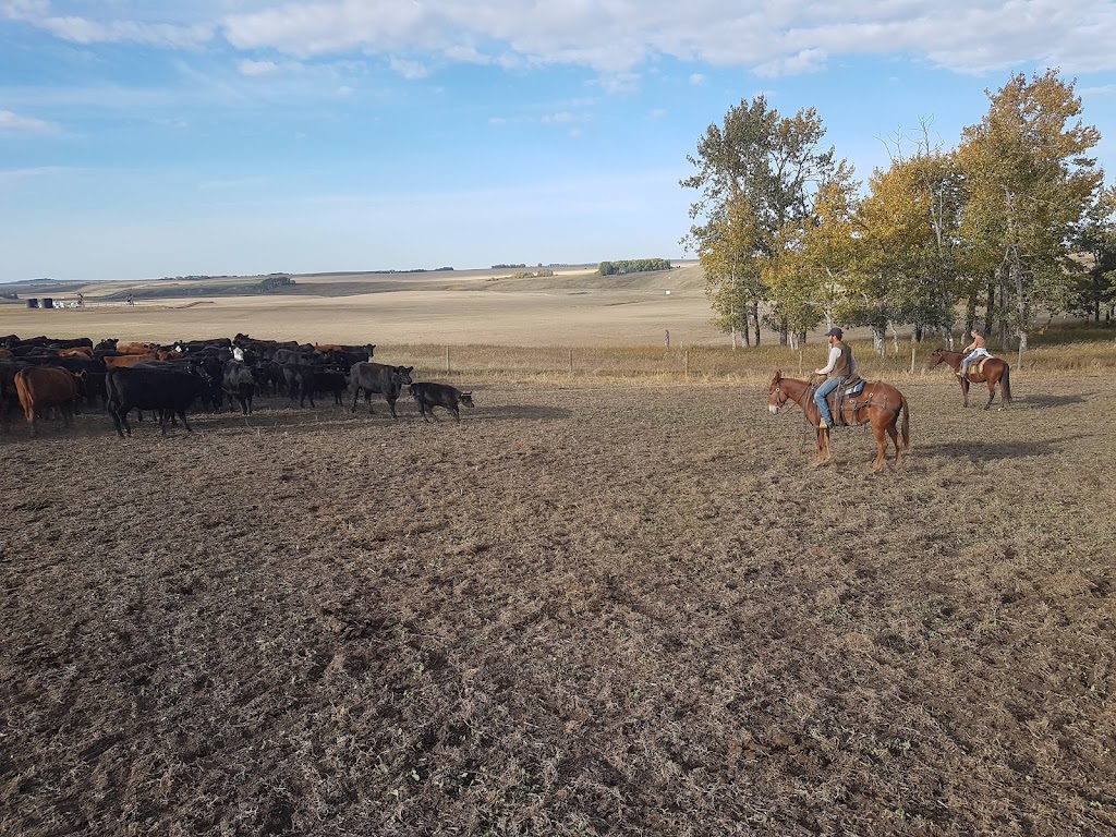 Lazy B Farm & Ranch | 261015, Township Rd 304, Linden, AB T0M 1J0, Canada | Phone: (403) 546-0159