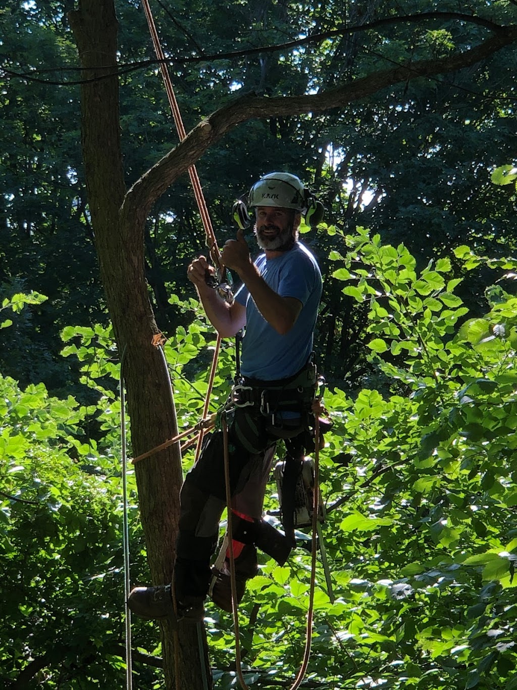 Wrights Tree Service | 27 Riverview Beach Rd, Pefferlaw, ON L0E 1N0, Canada | Phone: (888) 242-0434