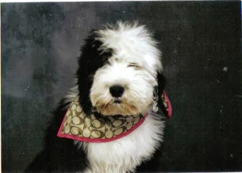 Tasiahills Reg. Old English Sheepdogs | 20 Mill St, Markham, ON L3P 1K9, Canada | Phone: (416) 399-8110