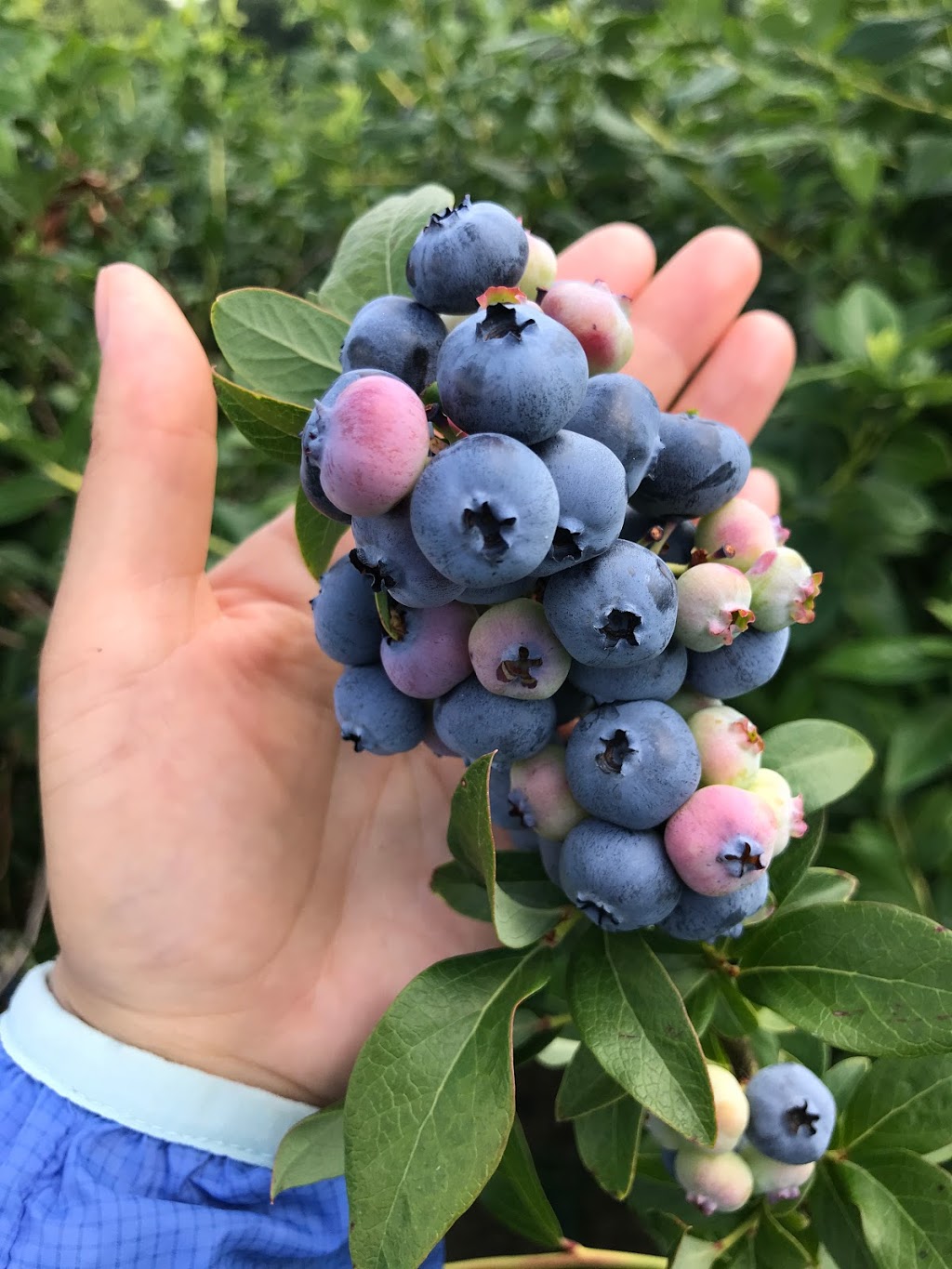 Olde Drive Blueberry Farm | 8348 Olde Dr, Mount Brydges, ON N0L 1W0, Canada | Phone: (519) 933-4648