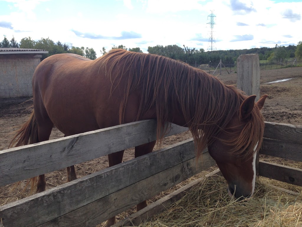 Equestrian Center Équiconnexion | 2588 Chemin Saint-Henri, Mascouche, QC J7K 3C3, Canada | Phone: (514) 242-9623