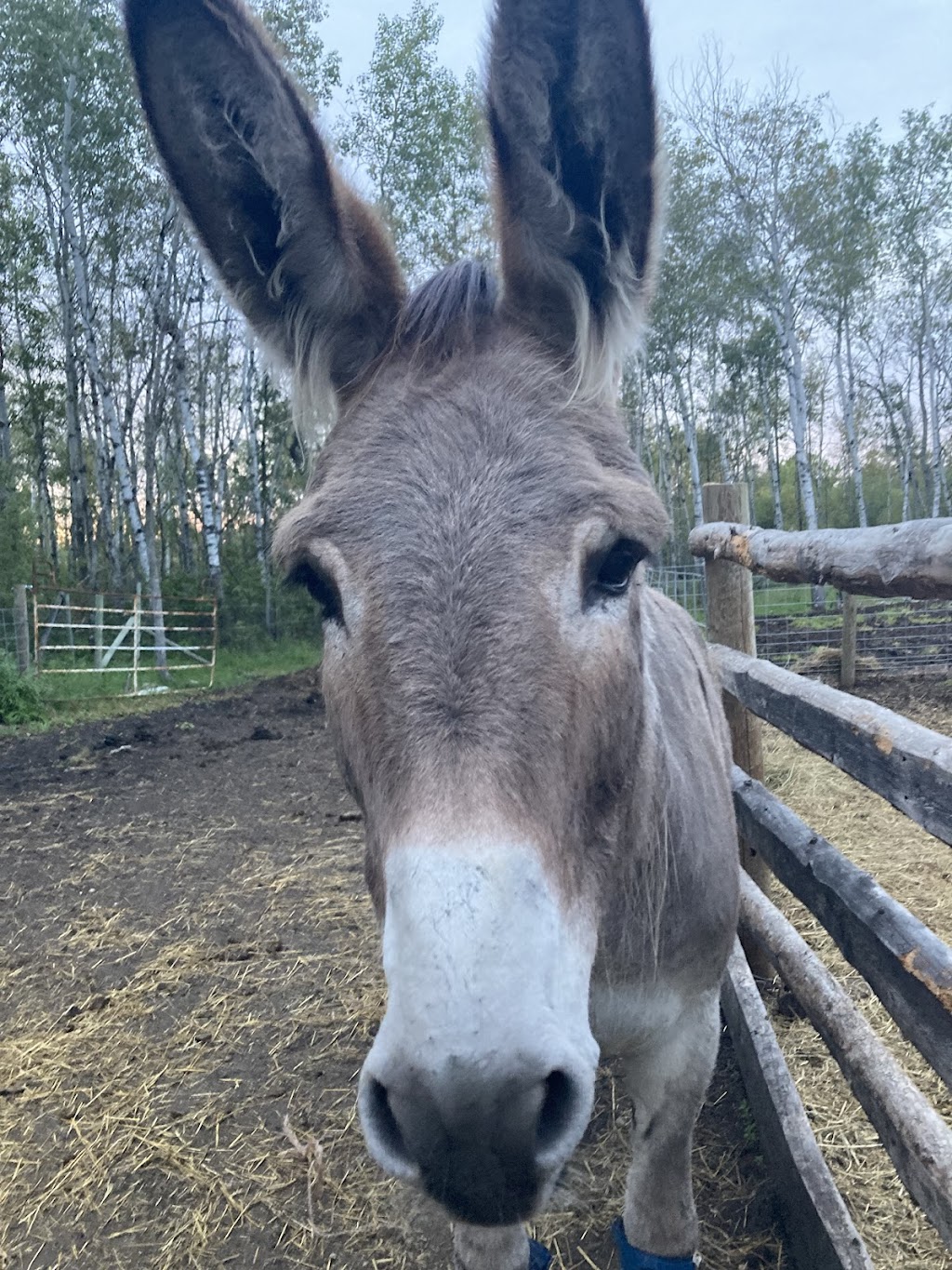 Free From Farm Sanctuary | 51046 Municipal Rd 38 E, Ste-Geneviève, MB R5J 0A4, Canada | Phone: (204) 791-7188