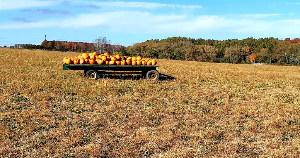 Knoxs Pumpkin Farm | 6325 Enfield Rd, Hampton, ON L0B 1J0, Canada | Phone: (905) 263-2934