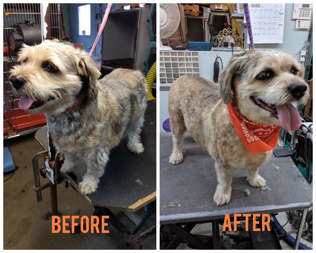 Pet Junction Grooming & Supplies | 27257 Fraser Hwy #101, Aldergrove, BC V4W 3P9, Canada | Phone: (604) 856-3386