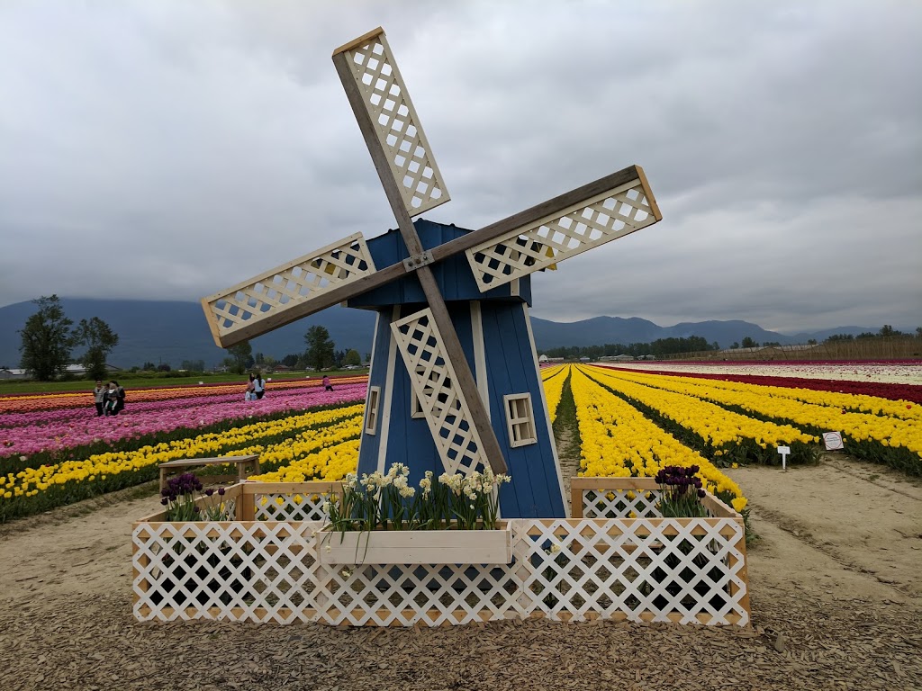 Chilliwack Tulip Festival (Tulips of the Valley) | 41310 Yale Rd, Chilliwack, BC V2R 4J3, Canada | Phone: (604) 703-6122