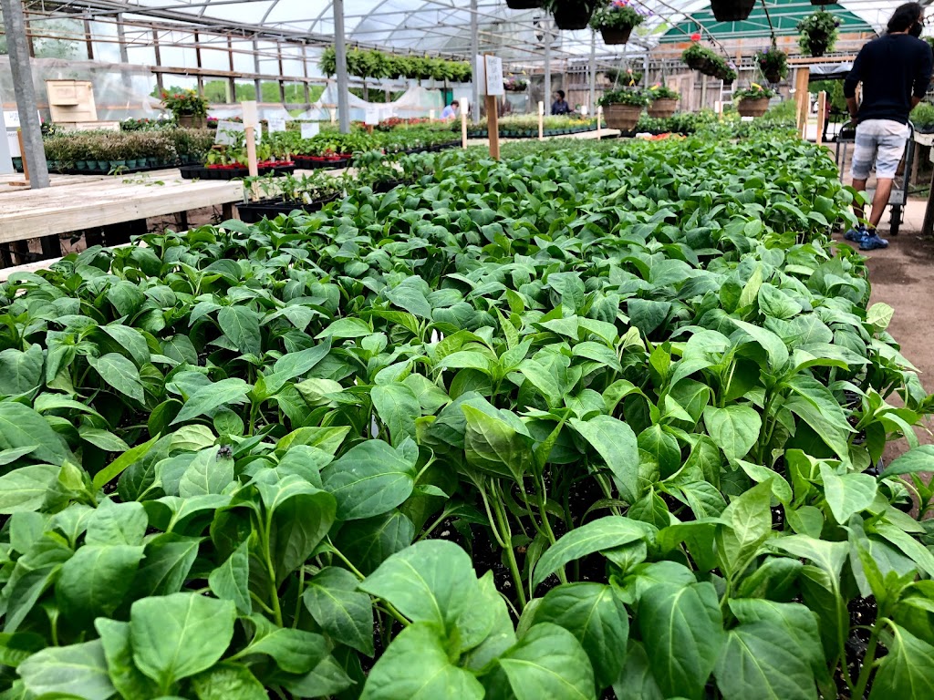 Cedar Grove Greenhouse | 7702 14th Ave, Markham, ON L6B 1A8, Canada | Phone: (905) 294-5917