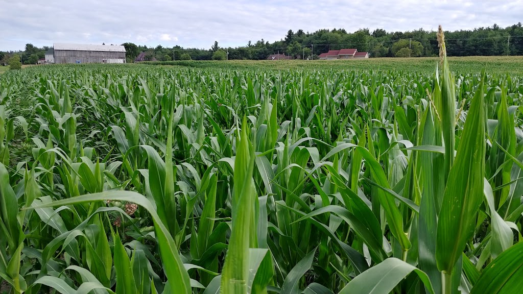 Ferme GeoBastien | 216 Chem. de la Plaine, Sainte-Anne-des-Plaines, QC J0N 1H0, Canada | Phone: (450) 838-8424