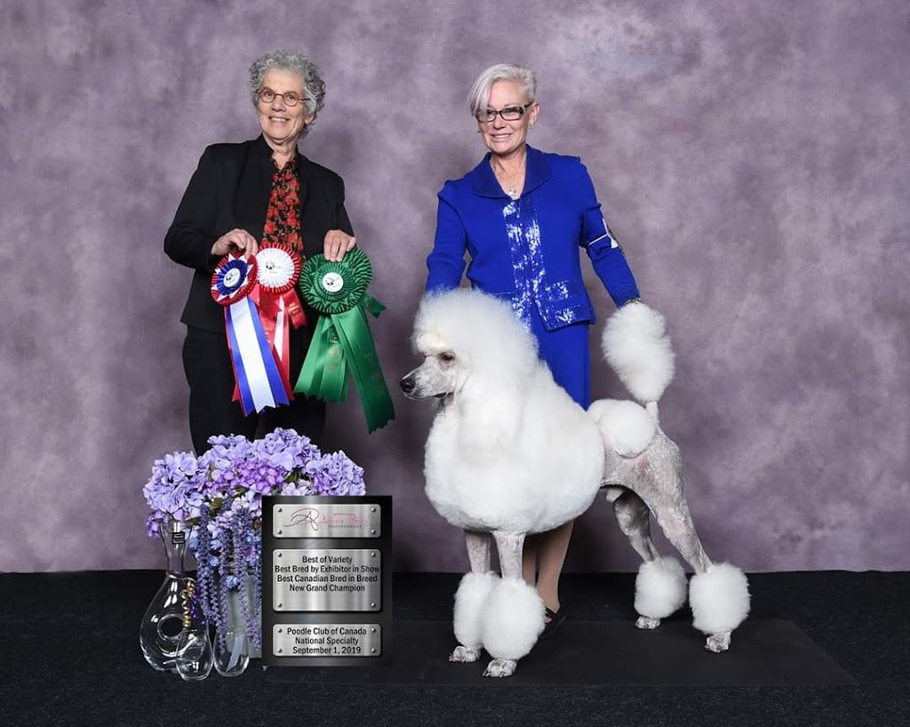 Mazinblue Regd Standard Poodles | 6358 Concession Rd 6, Harrow, ON N0R 1G0, Canada | Phone: (519) 566-9930