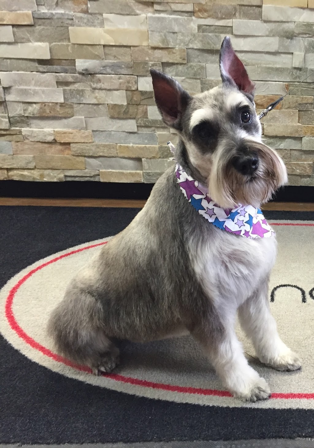 Bloomingtails Pet Boutique & Grooming Salon | 431 Boler Rd #10, London, ON N6K 2K8, Canada | Phone: (519) 601-5272