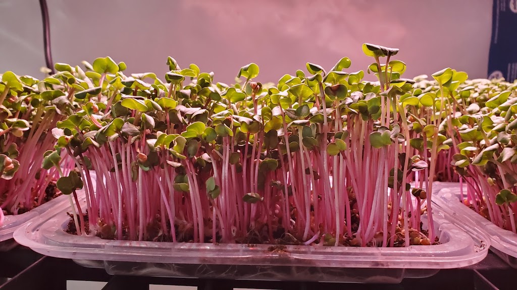 MSVFarm Microgreen kits | 109 Robin Ave, Charlottetown, PE C1A 8M5, Canada | Phone: (902) 314-1335