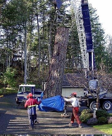 Harbourview Tree Experts | Box 234, Brentwood Bay, BC V8M 1R3, Canada | Phone: (250) 704-9143