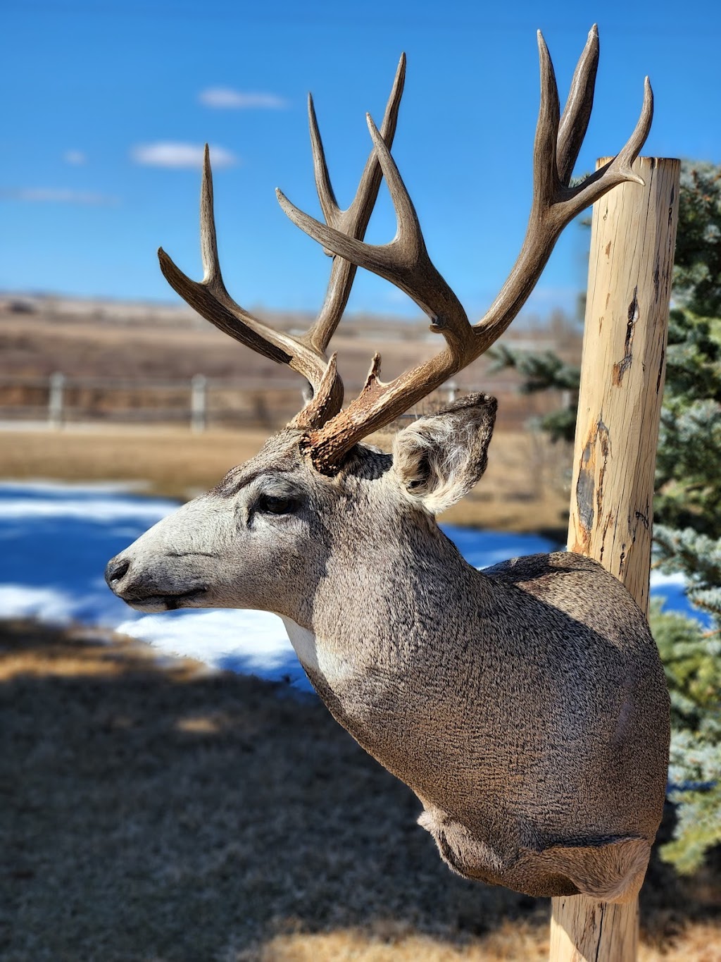 GreyStone Taxidermy | Box 2183, Claresholm, AB T0L 0T0, Canada | Phone: (587) 574-4888