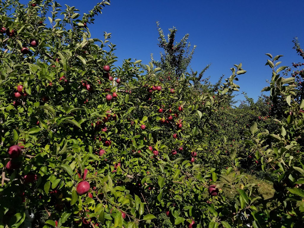 Petit and Son Cider Orchard | 1020 Chemin de la Montagne, Mont-Saint-Hilaire, QC J3G 4S6, Canada | Phone: (450) 467-9926