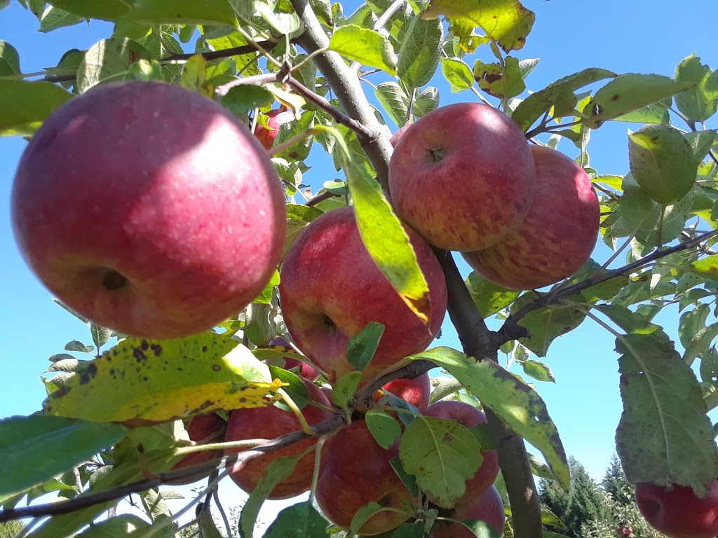 Maitside Orchards | 23 Orchard Ln, Brussels, ON N0G 1H0, Canada | Phone: (519) 887-6883