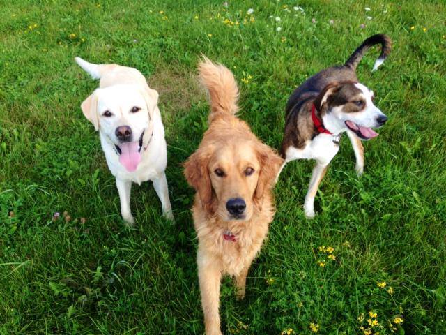 One Leg Up Canine Co. – Dog Training & Daycare | 52 Victoria Rd S, Guelph, ON N1E 5P6, Canada | Phone: (519) 820-4683