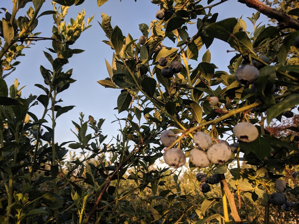 Jay’s Blueberry Farm | 21902 Telegraph Trail, Langley City, BC V1M 3S6, Canada | Phone: (604) 783-1799