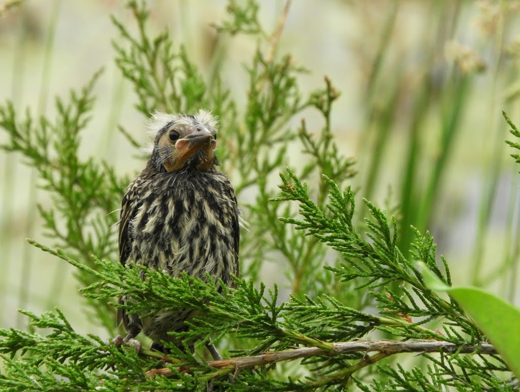 Long Point Bird Observatory | 13 Old Cut Blvd, Port Rowan, ON N0E 1M0, Canada | Phone: (519) 586-3531