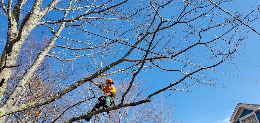 Dragonfly Tree Care | 7032 NS-340, Weaver Settlement, NS B0W 3T0, Canada | Phone: (902) 247-9021