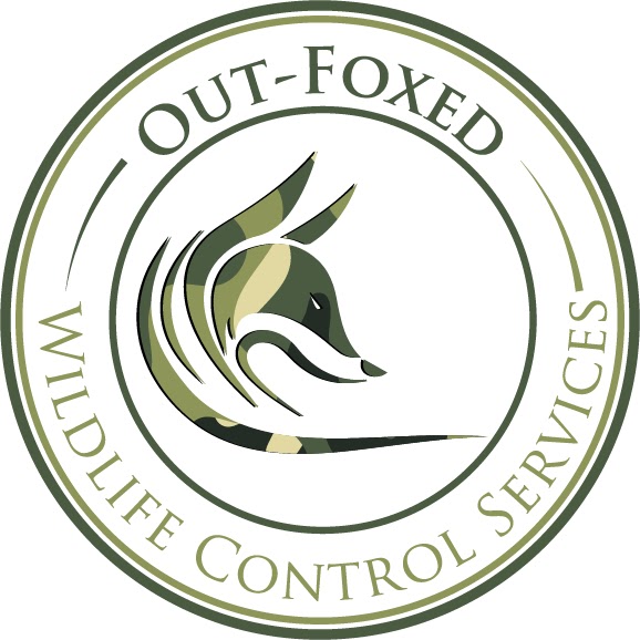 Out-Foxed Wildlife Control Services | 122 Maplestone Ave, Sarnia, ON N7S 4X2, Canada | Phone: (226) 932-1071