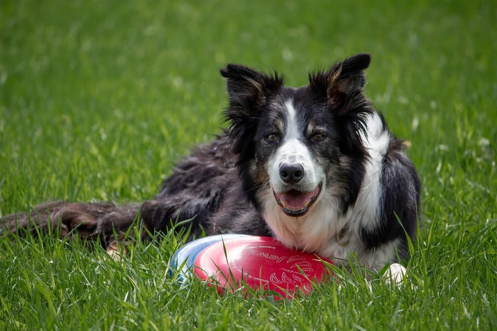 Frisbee Canin Laurentides | 4465 Chemin de la Gare, Labelle, QC J0T 1H0, Canada | Phone: (819) 216-0562