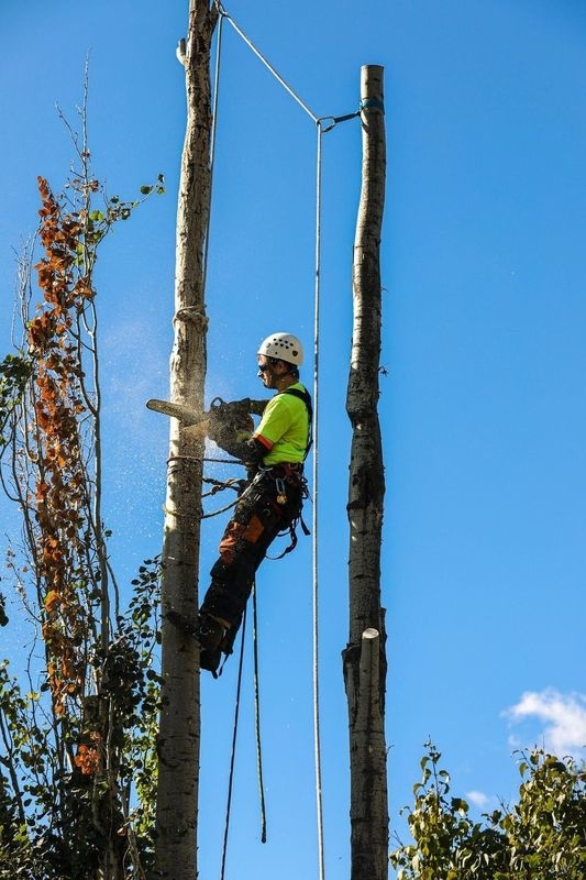 Sturgeon Valley Tree Service | 816 Grandin Dr, Morinville, AB T8R 1T9, Canada | Phone: (780) 939-3936