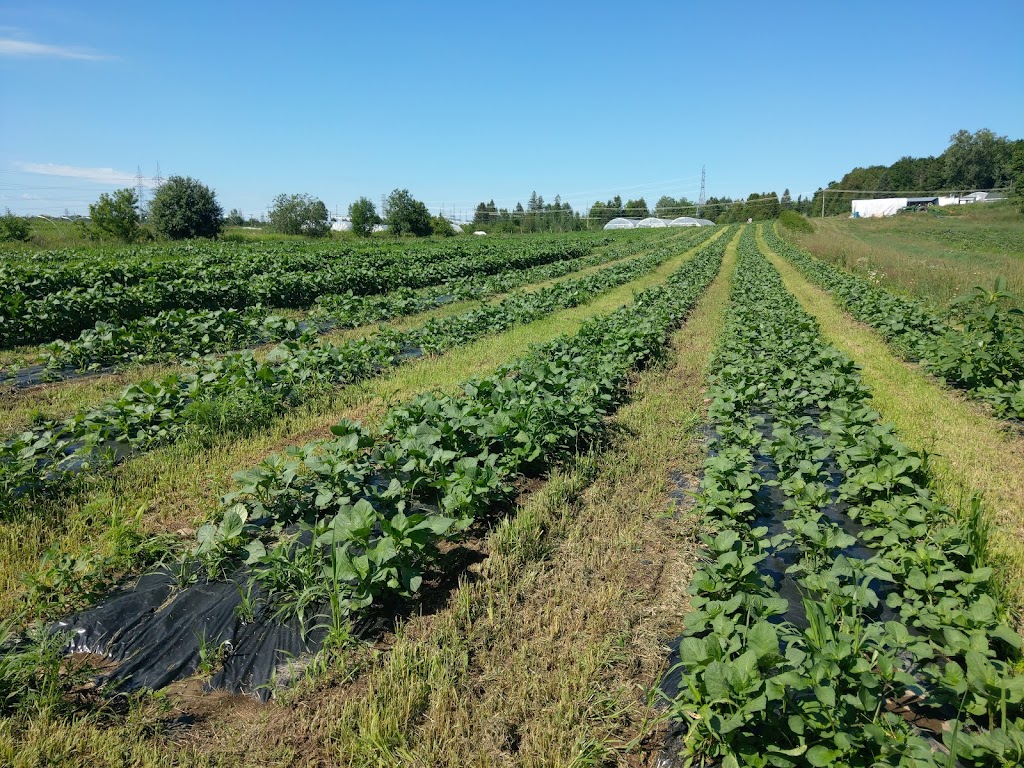 Plate-forme agricole de L’Ange-Gardien | 550 Chem. River, LAnge-Gardien, QC J8L 0M3, Canada | Phone: (819) 617-3133