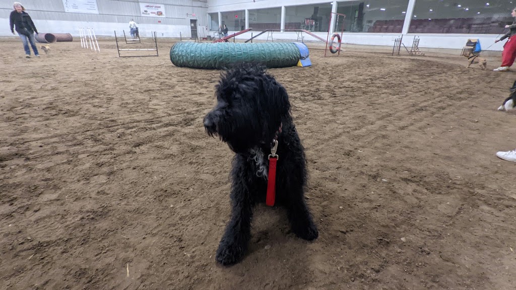 Paw Z Tracks Dog Agility Training | 5151 101 St NW, Calgary, AB T3L 1S4, Canada | Phone: (403) 283-1758
