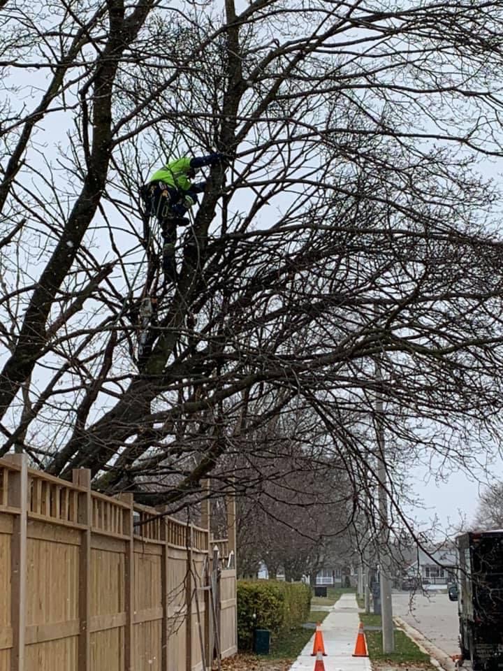 A - 1 Year Round Tree Service | 15 Dunsmere Dr, Kitchener, ON N2E 2H6, Canada | Phone: (226) 339-8301
