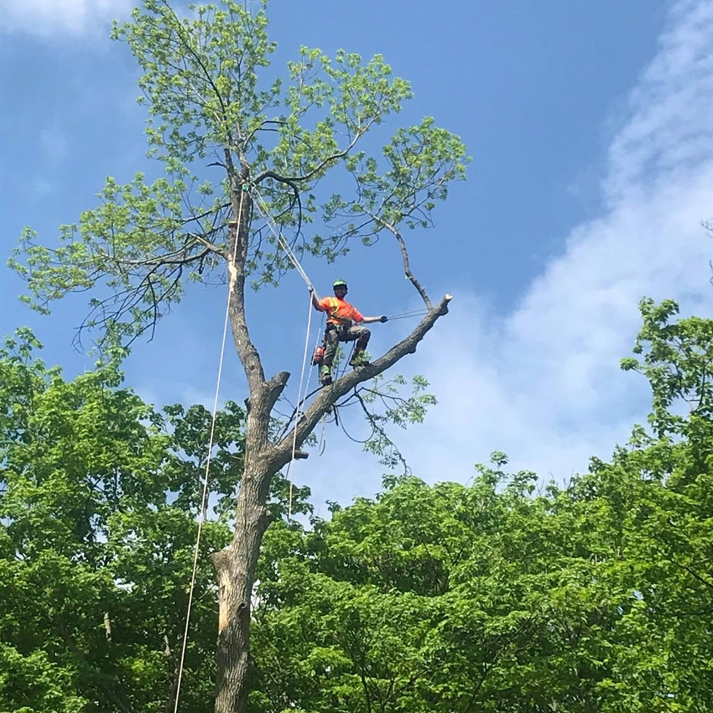 Branch Manager Tree Care | 1825 Park Ln, Innisfil, ON L9S 2W3, Canada | Phone: (705) 915-1095