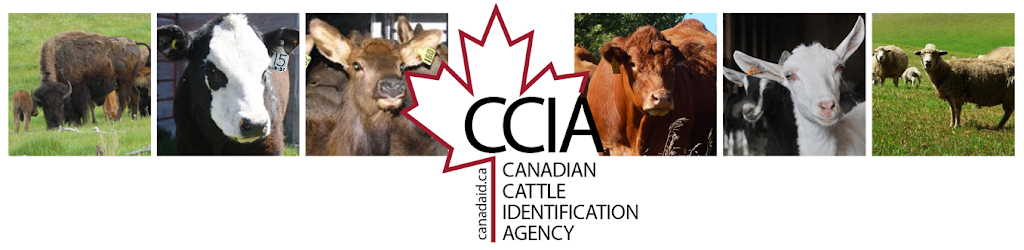 Canadian Cattle Identification Agency | 7171 107 Ave SE, Calgary, AB T2C 5N6, Canada | Phone: (877) 909-2333