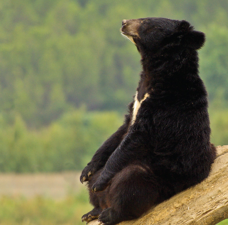 Black Bear Carpet Cleaning Ltd. | 4385 Northlands Blvd, Whistler, BC V8E 1C5, Canada | Phone: (604) 698-6610