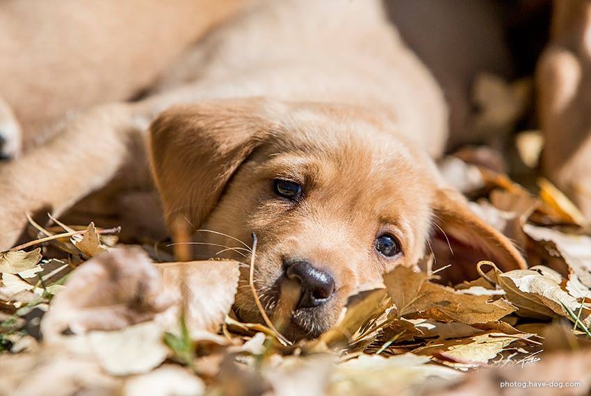 Ultimategundog | RR270, Cayley, AB T0L 0P0, Canada | Phone: (403) 422-4883