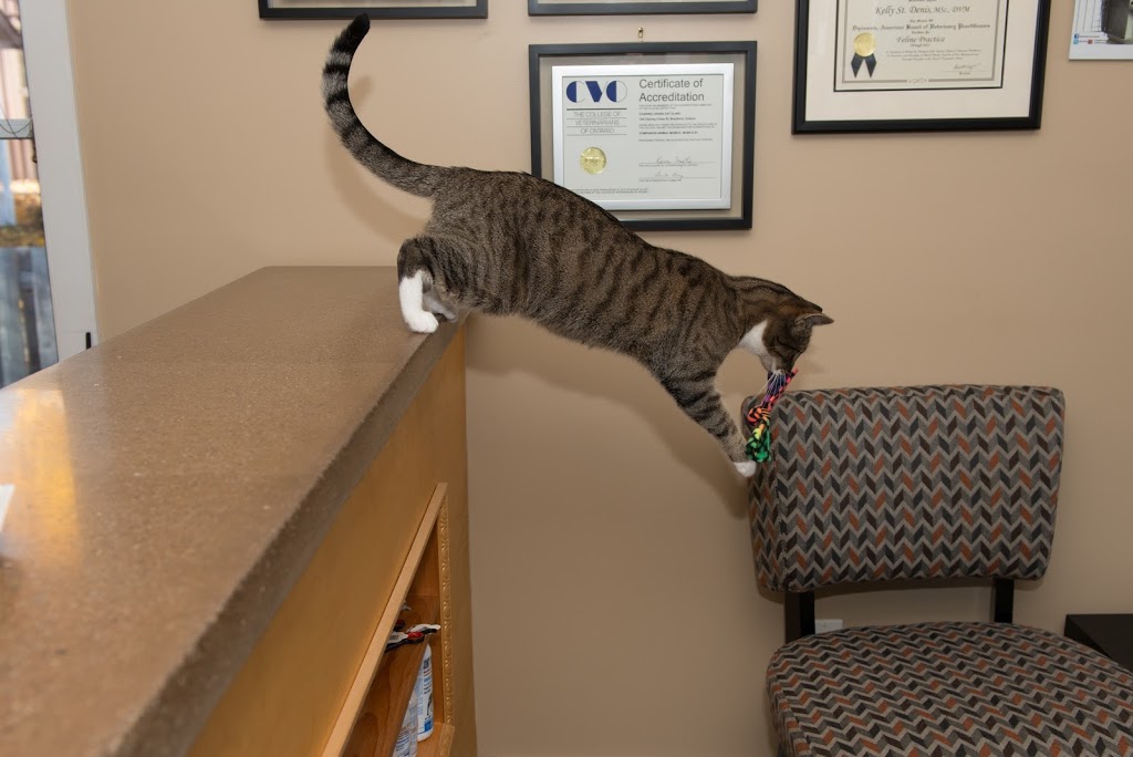 Charing Cross Cat Clinic | 138 Charing Cross St, Brantford, ON N3R 2J1, Canada | Phone: (519) 770-4228