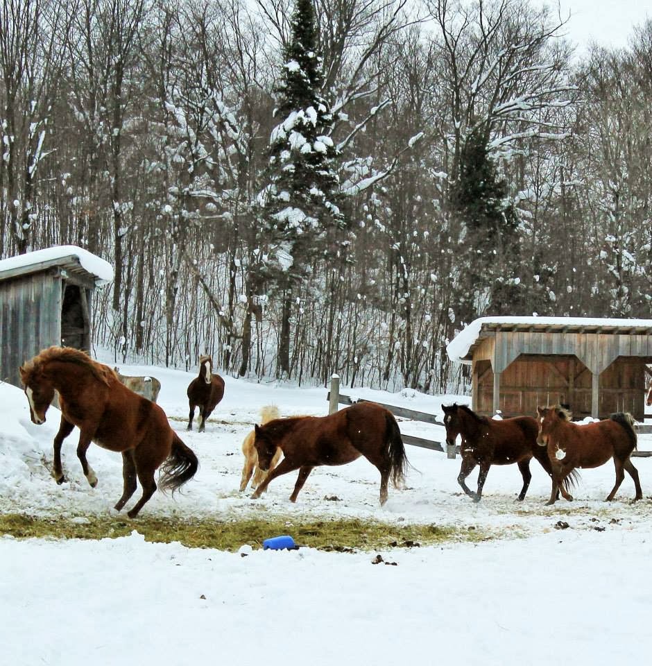 Winding Fences Farm | 1102 Ambleside Ln, Utterson, ON P0B 1M0, Canada | Phone: (705) 769-1418