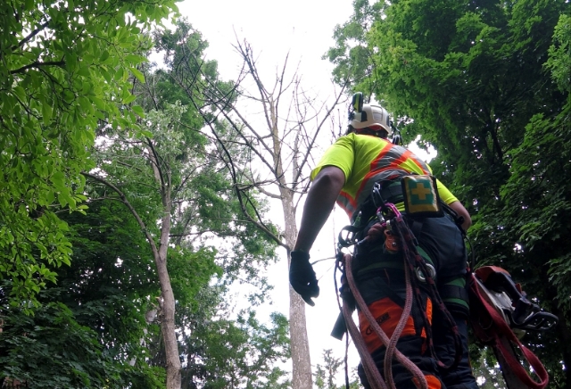 STS Tree Services | 7531 Ninth Line, Mississauga, ON L5N 0C1, Canada | Phone: (905) 821-7877