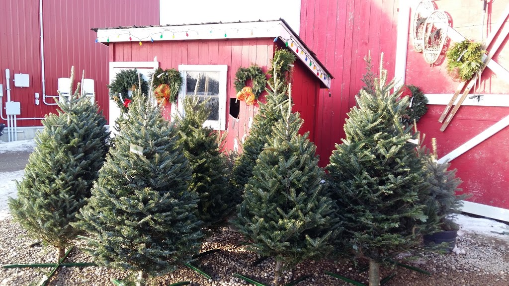 Benjamin Tree Farm | 770 Benjamin Rd, Waterloo, ON N2J 3Z4, Canada | Phone: (519) 699-5000