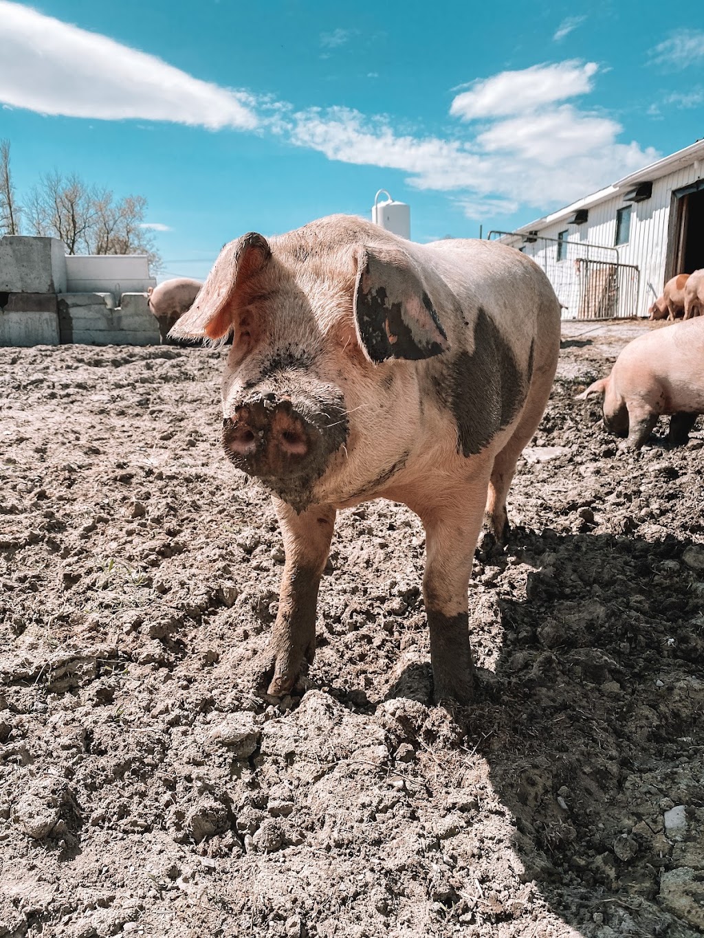 Porc Bio Ferme Villoise | 1232 QC-170, Saint-Gédéon, QC G0W 2P0, Canada | Phone: (418) 720-4226