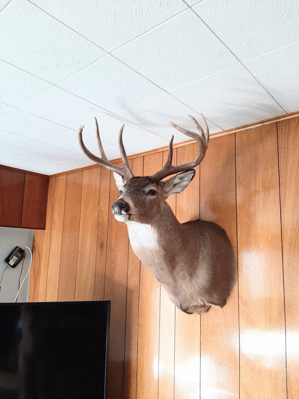 Orion Taxidermy | 1175 Athabasca St E, Moose Jaw, SK S6H 0N4, Canada | Phone: (306) 692-4653