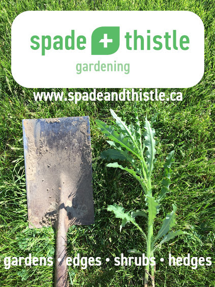 Spade + Thistle Gardening | 11 Alice Crescent, Petersburg, ON N0B 2H0, Canada | Phone: (519) 322-9423