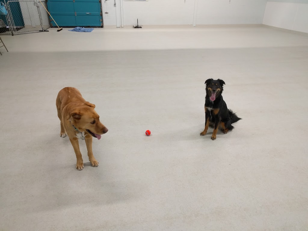 Wooftopia Dog Training and Recreation Centre | 25 Otter St, Winnipeg, MB R3T 0M7, Canada | Phone: (204) 477-9663