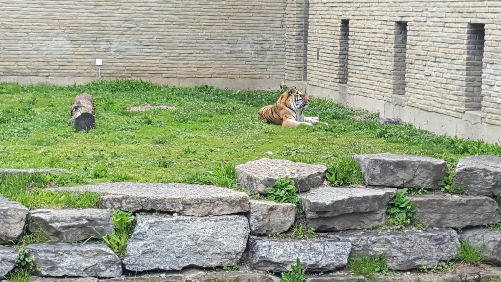 Tiger Exhibit at Buffalo Zoo | Buffalo, NY 14214, USA | Phone: (716) 837-3900