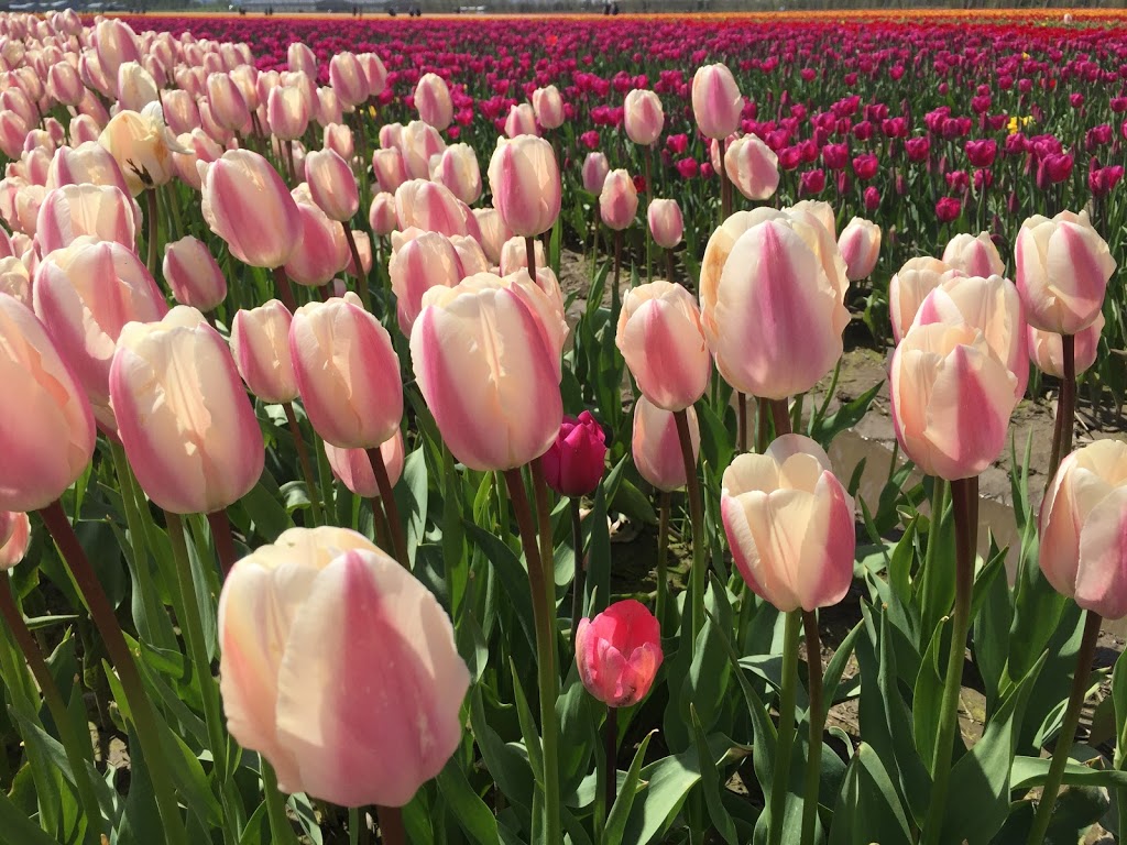 Chilliwack Tulip Festival (Tulips of the Valley) | 41310 Yale Rd, Chilliwack, BC V2R 4J3, Canada | Phone: (604) 703-6122